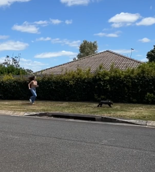 Load video: wireless dog gate sensor alarm